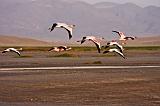 TANZANIA - Lake Natron - 054 Fenicotteri rosa in volo